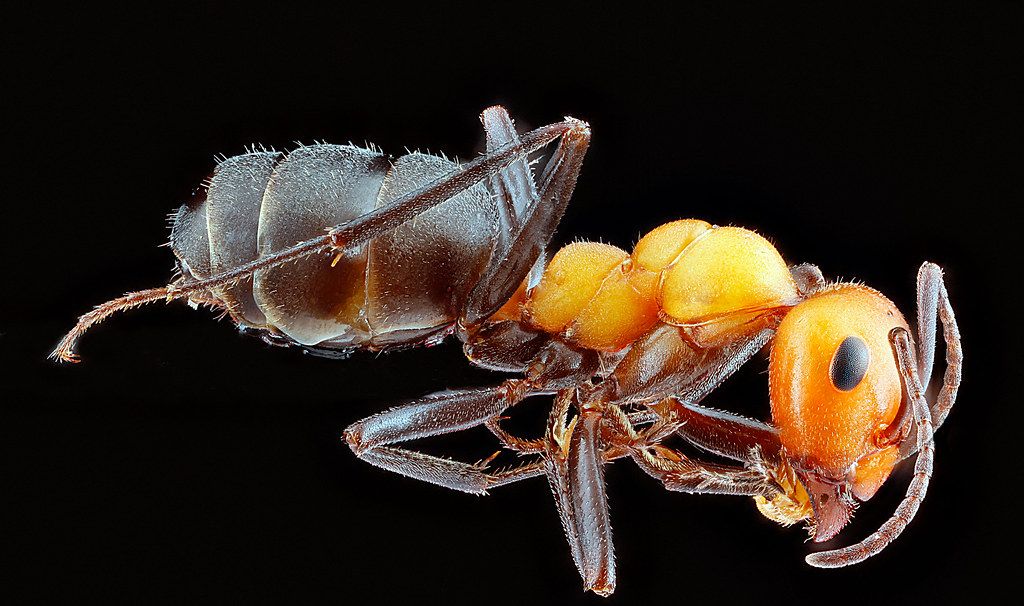 Ant Control service in Boulder, CO