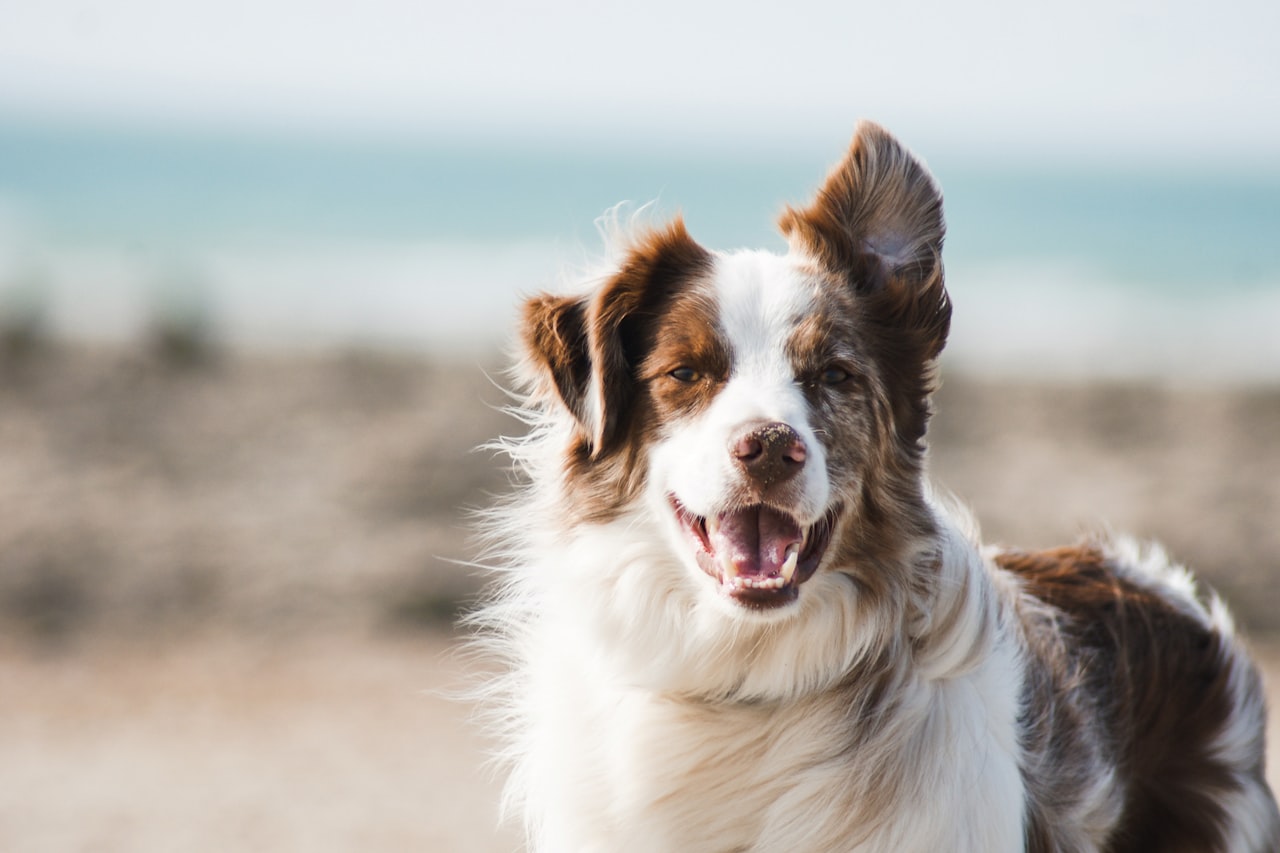 Flea & Tick Control service in Boulder, CO