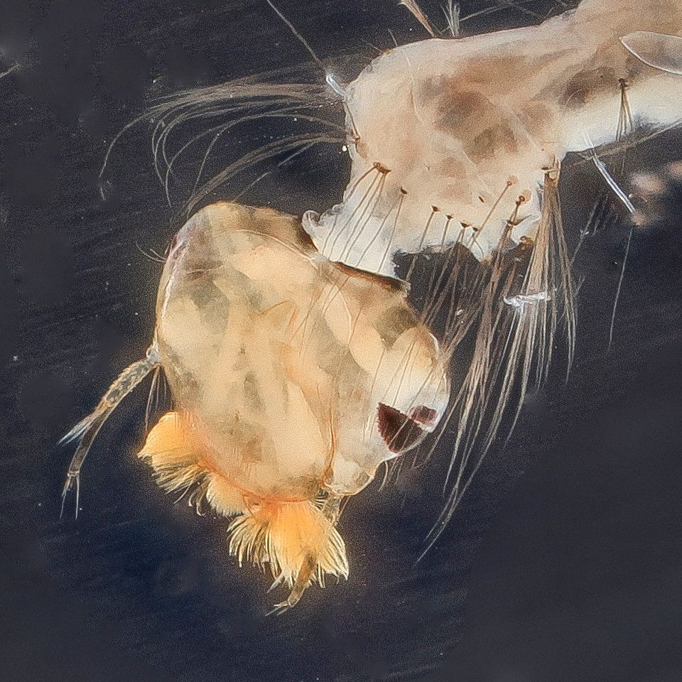 Mosquito Control service in Boulder, CO