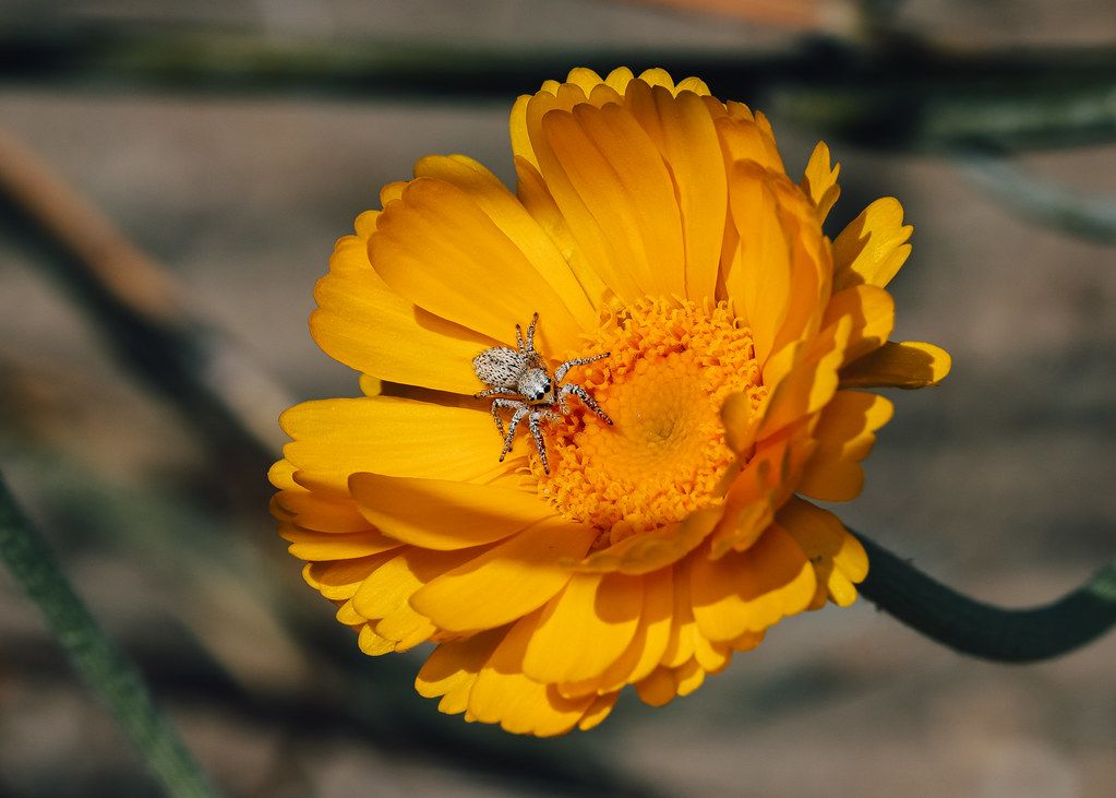 Spider Control service in Boulder, CO